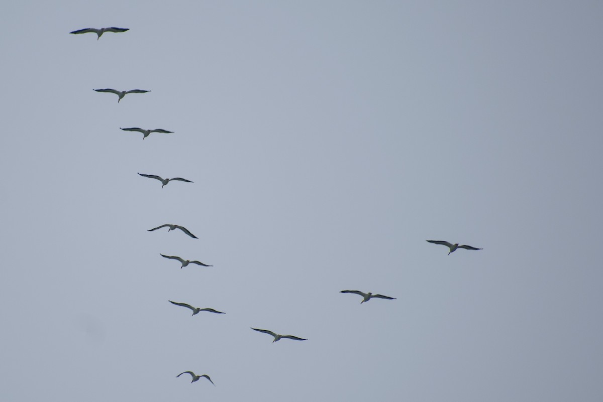 American White Pelican - ML633347373