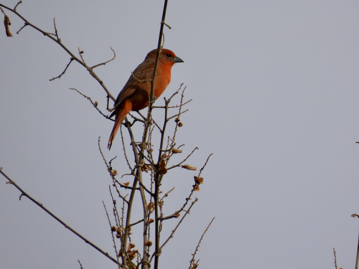 Hepatic Tanager - ML633347401
