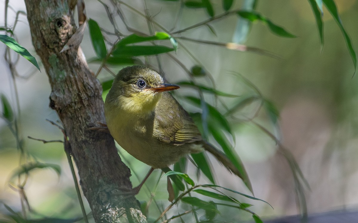 Long-billed Bernieria - ML633347406