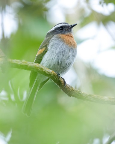Rufous-breasted Chat-Tyrant - David Monroy Rengifo