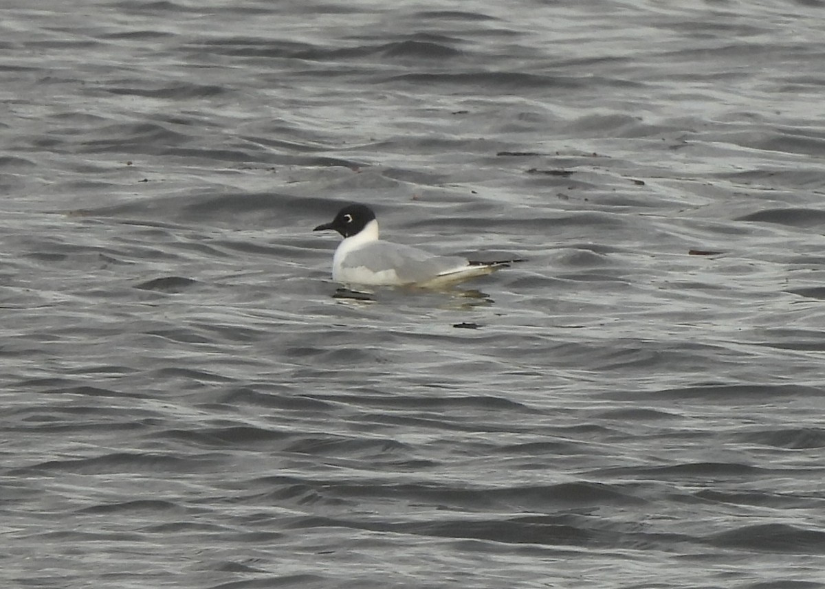 Bonaparte's Gull - ML633347437