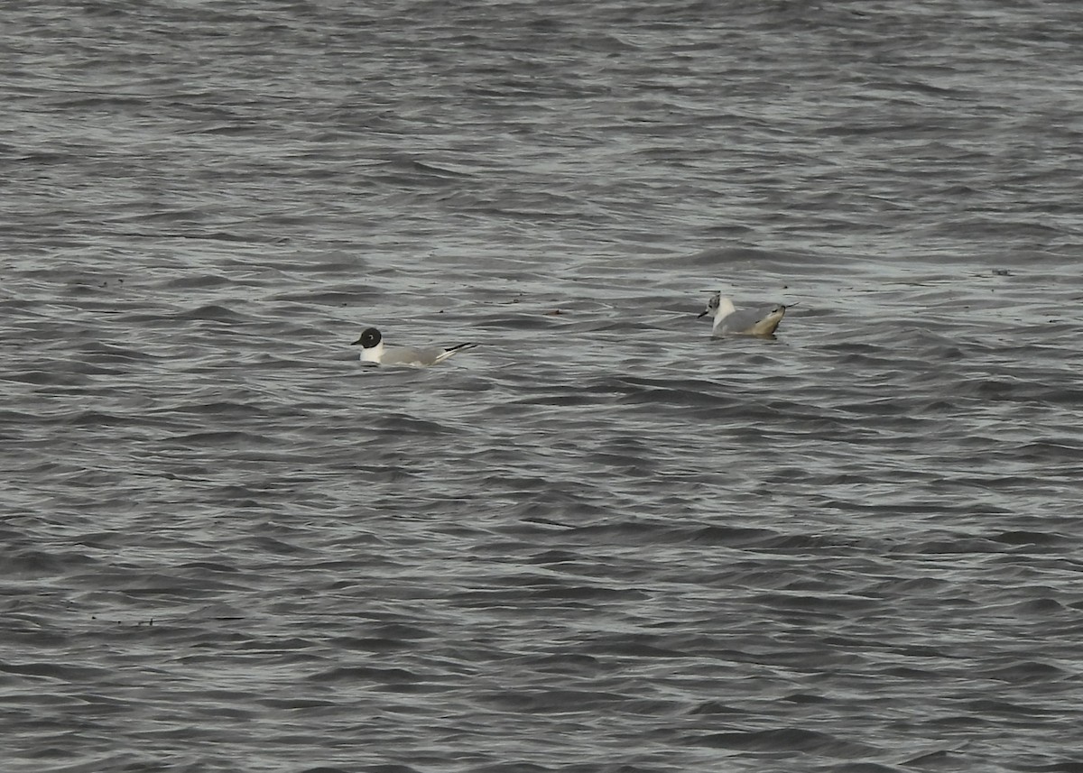 Bonaparte's Gull - ML633347439