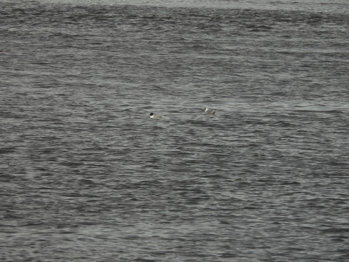 Bonaparte's Gull - ML633347448