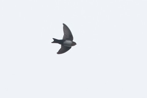 Pale-footed Swallow - David Monroy Rengifo