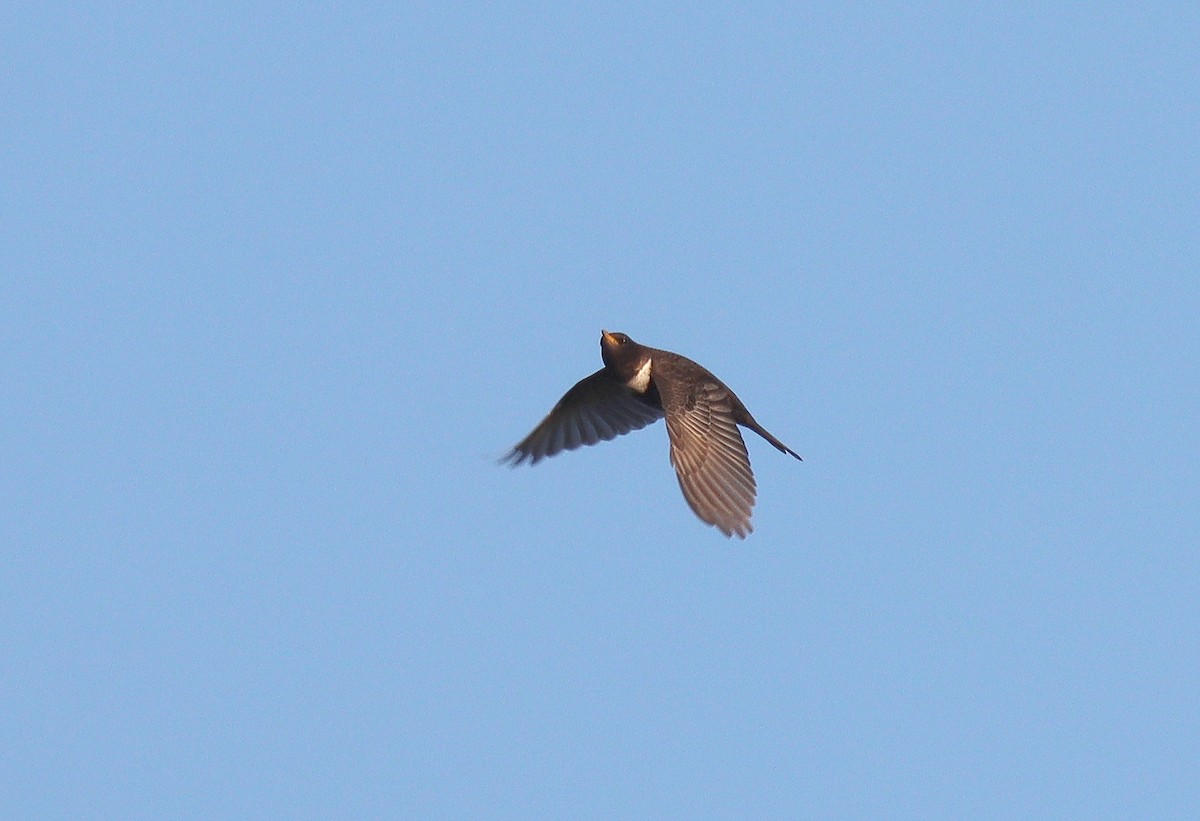 Merlo dal collare - ML633347526