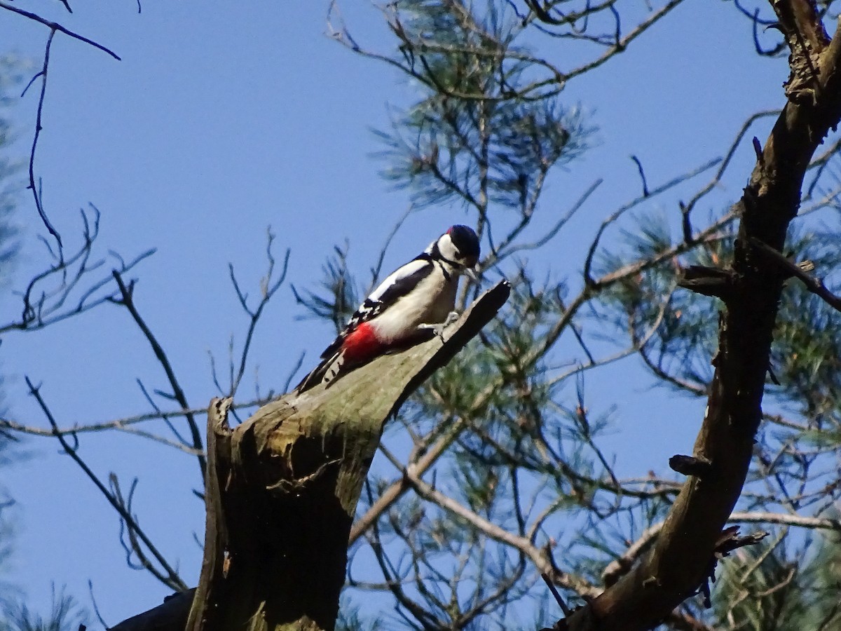 アカゲラ - ML633347605