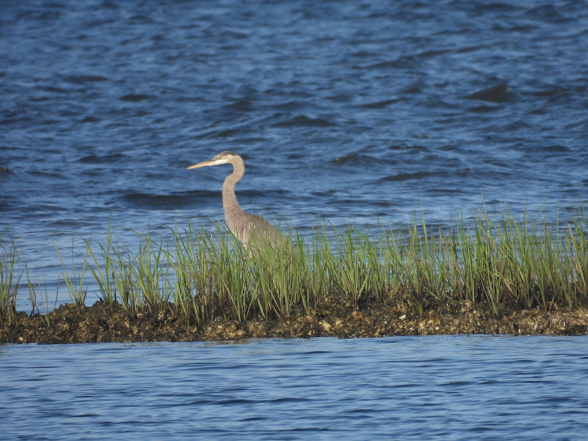 Great Blue Heron - ML633347661
