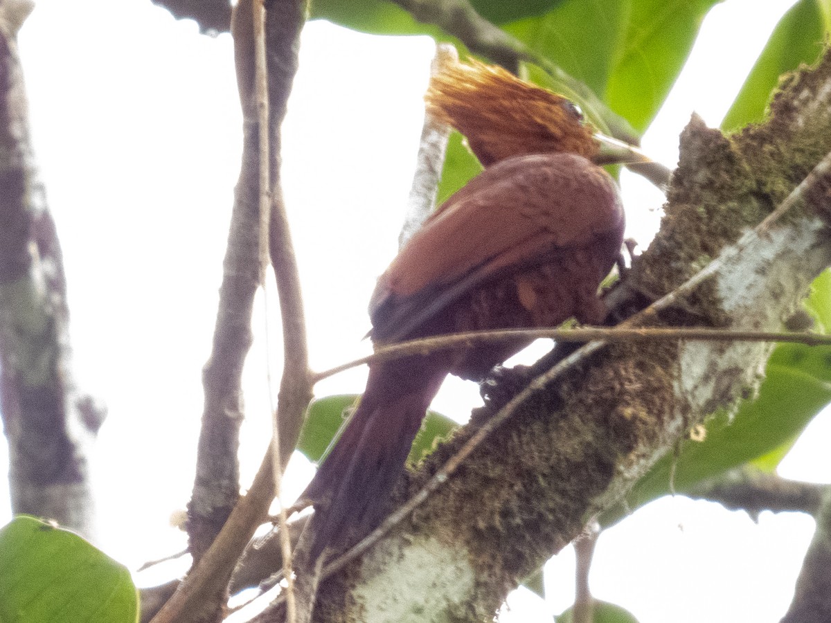 Chestnut-colored Woodpecker - ML633347668