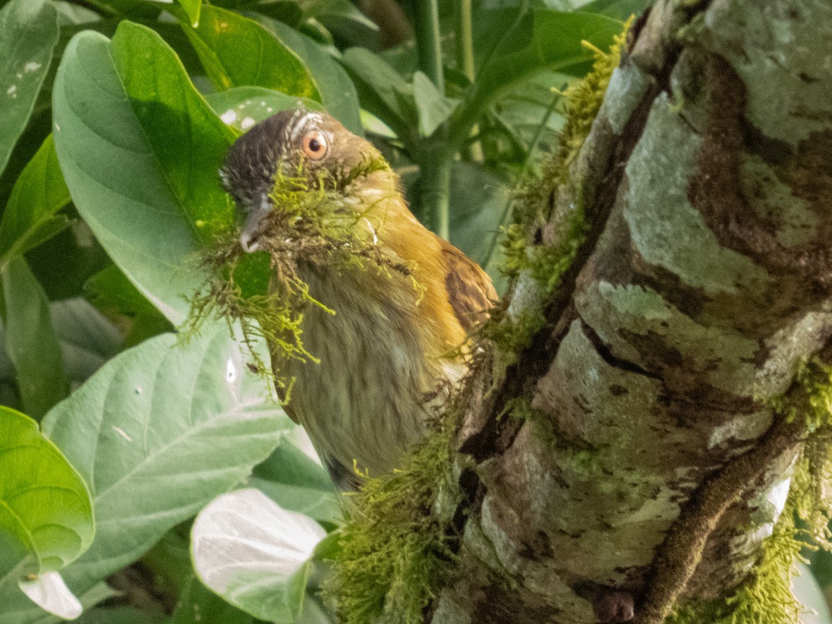 Bright-rumped Attila - ML633347698
