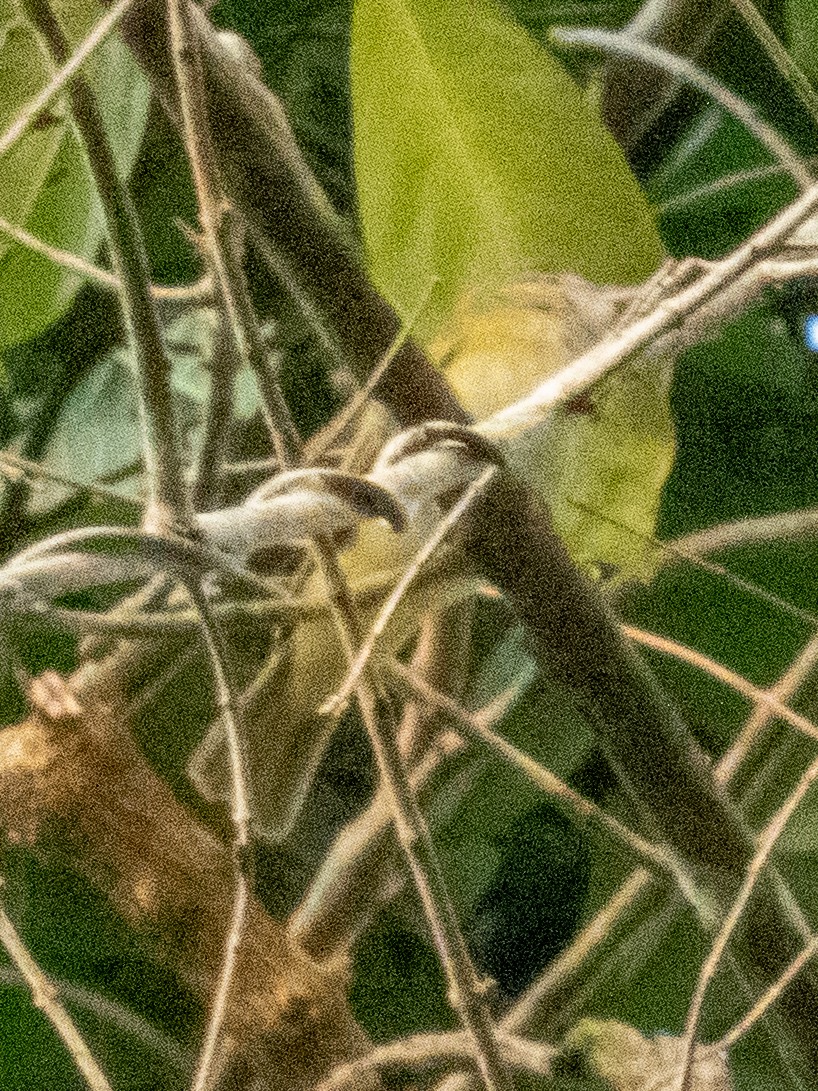 Yellow-green Vireo - ML633347721