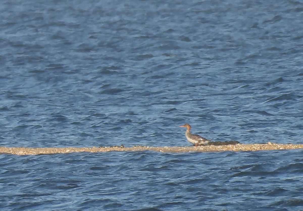 Red-breasted Merganser - ML633347797