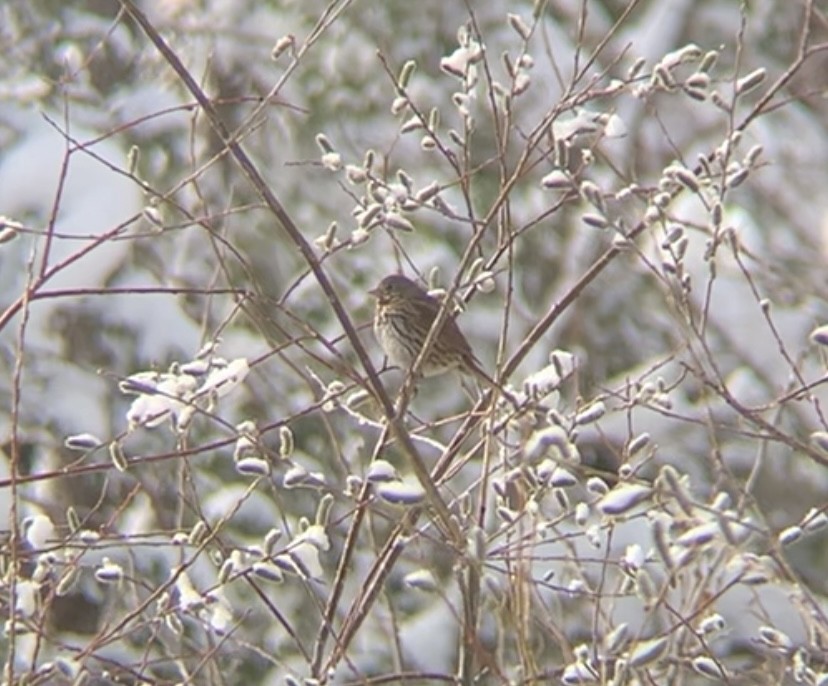 Fox Sparrow (Slate-colored) - ML633347810