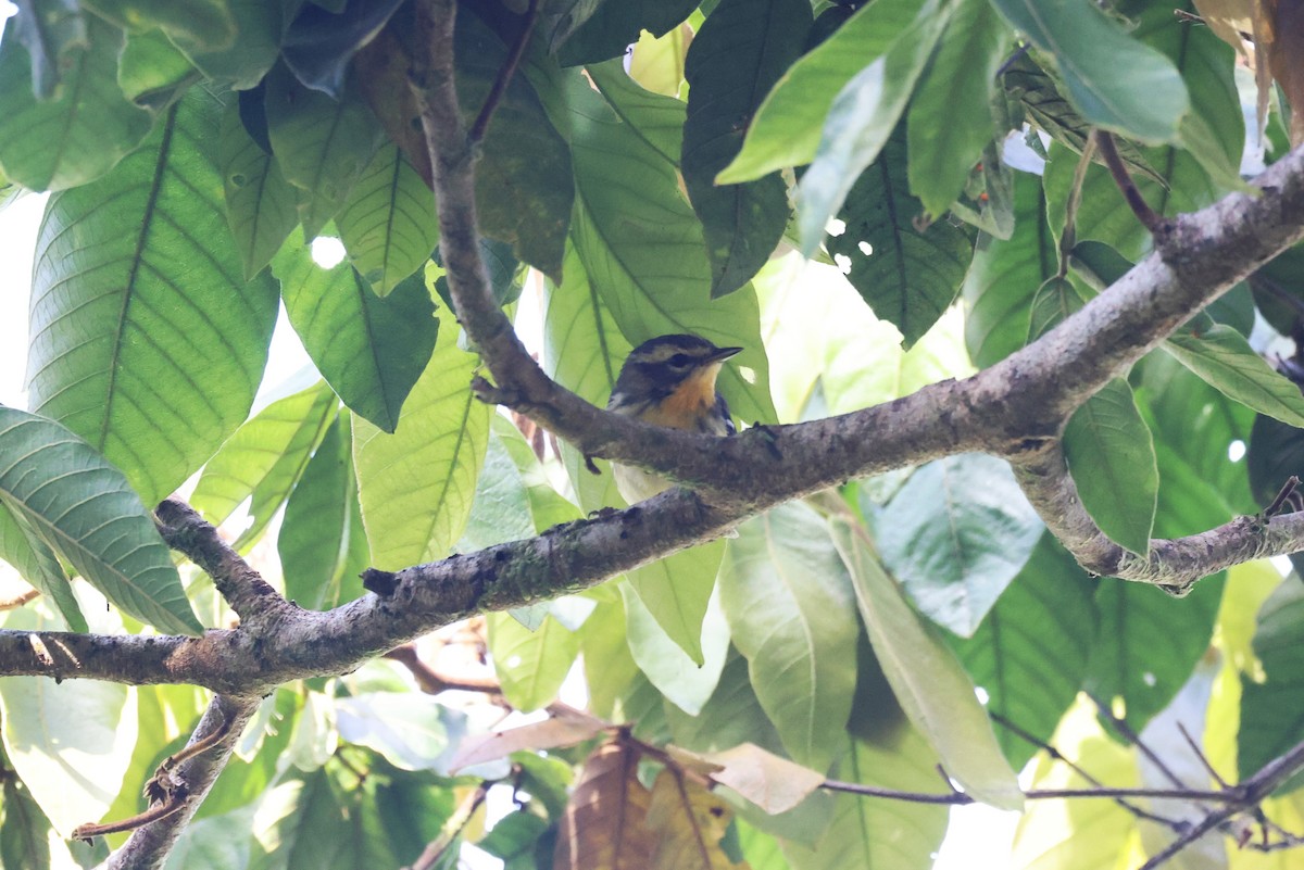 Blackburnian Warbler - ML633347835