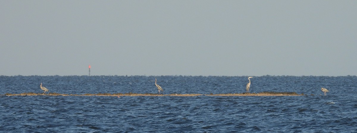 Great Blue Heron - ML633347885