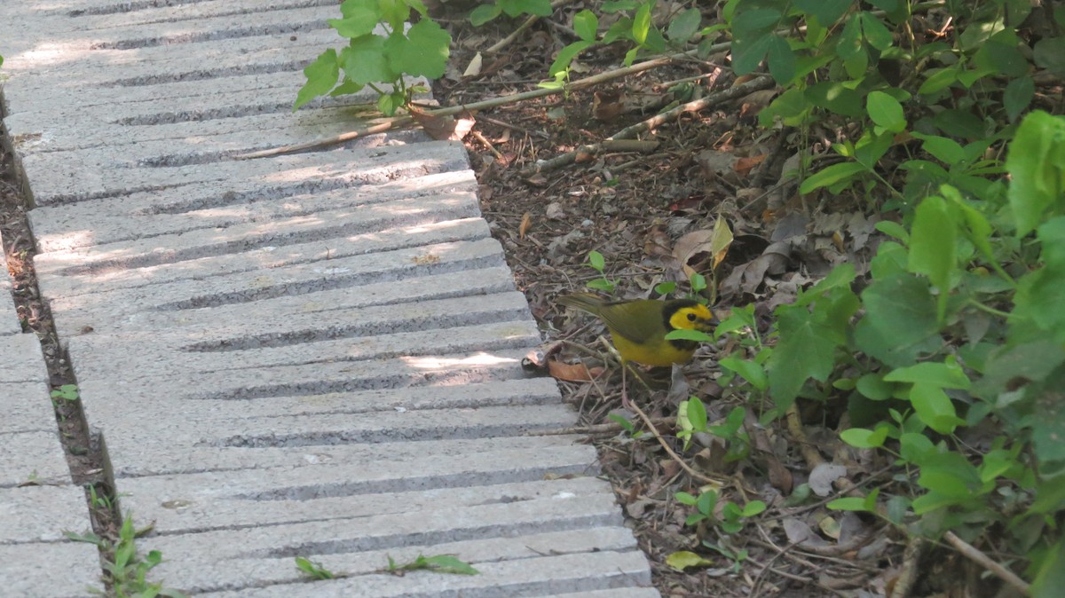 Hooded Warbler - ML633347983
