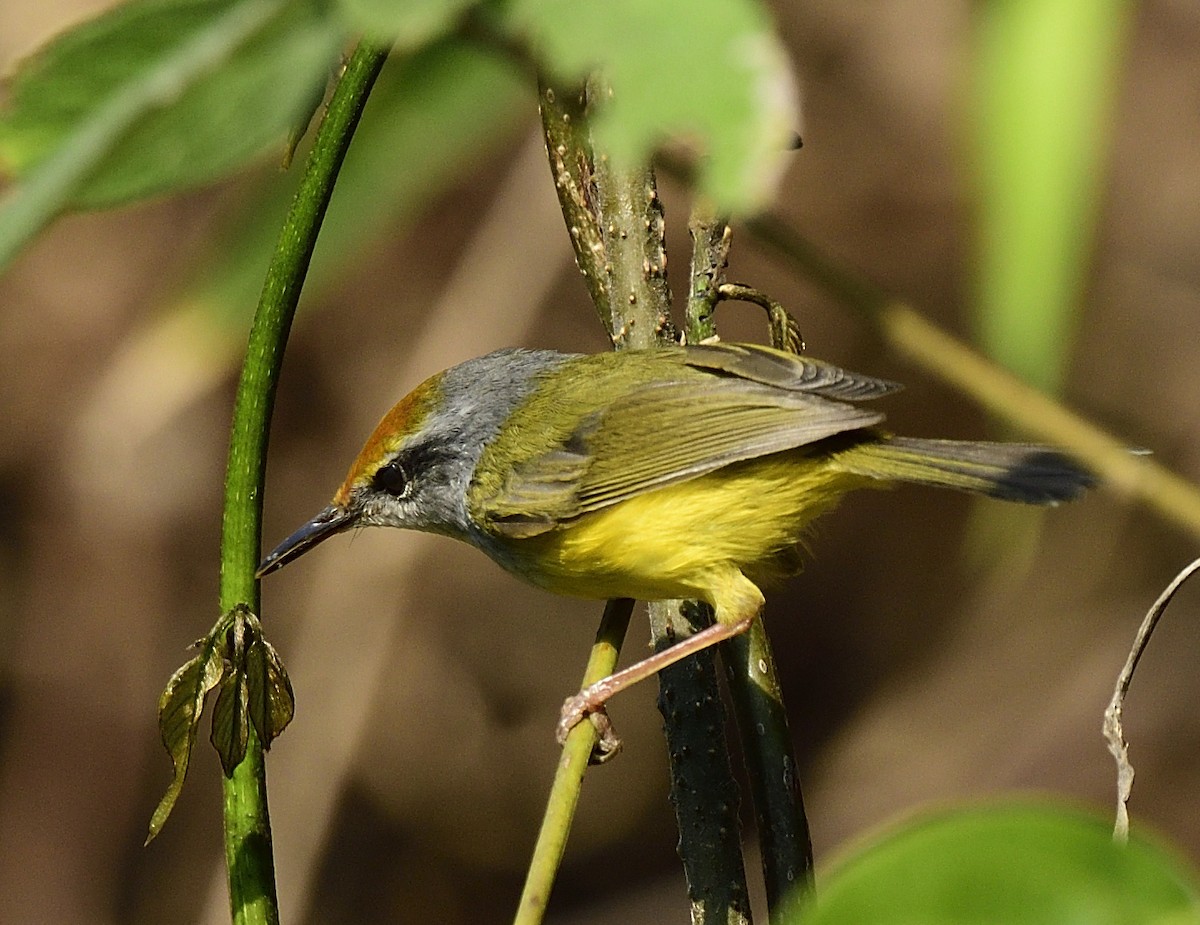 Mountain Tailorbird - ML633348029