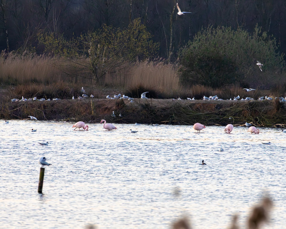 Flamingo - ML633348038