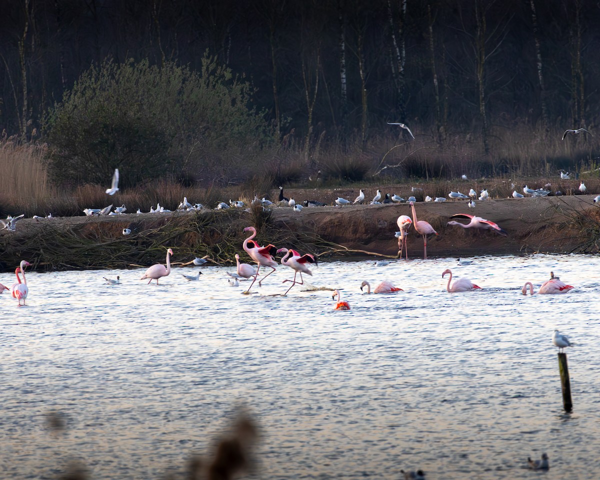 Flamingo - ML633348039