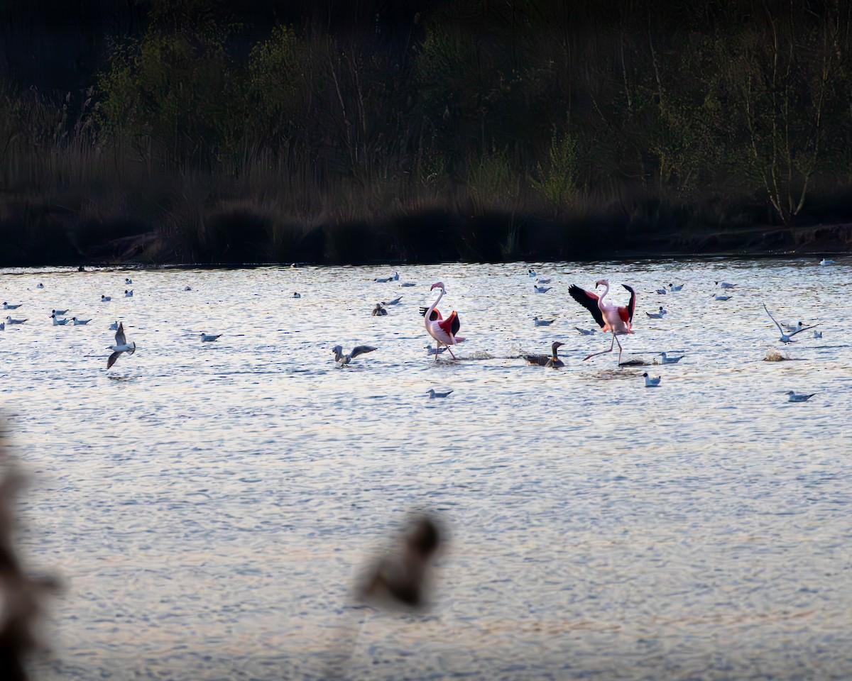 Flamingo - ML633348040