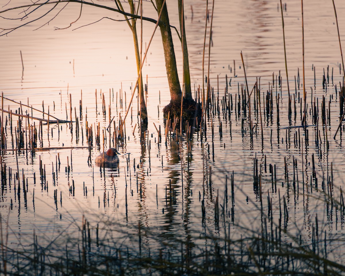 Küçük Batağan - ML633348063