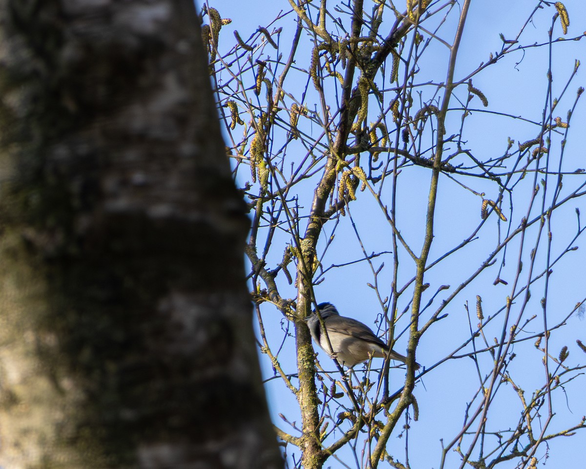 Kara Başlı Ötleğen - ML633348070