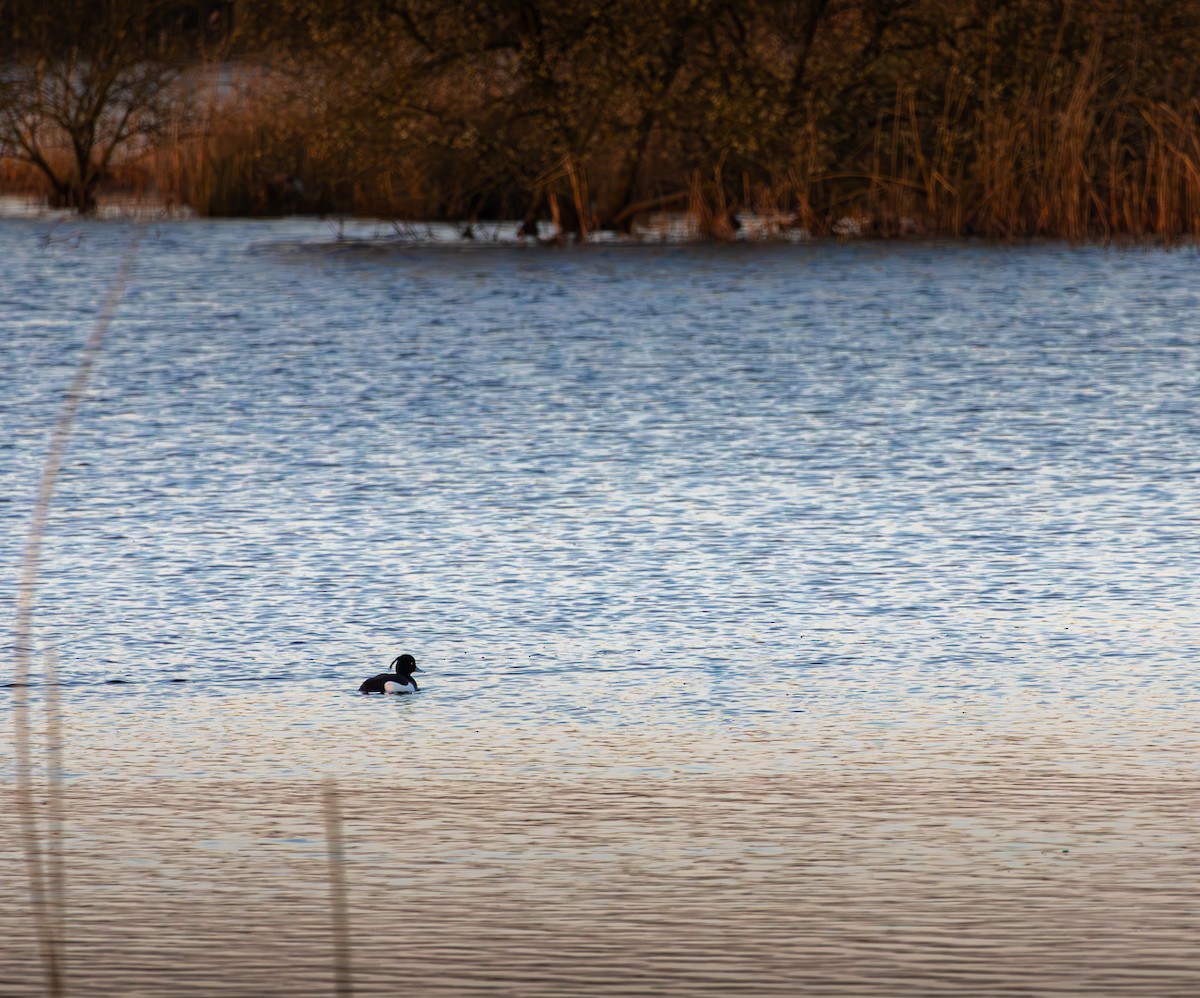 Tepeli Patka - ML633348126