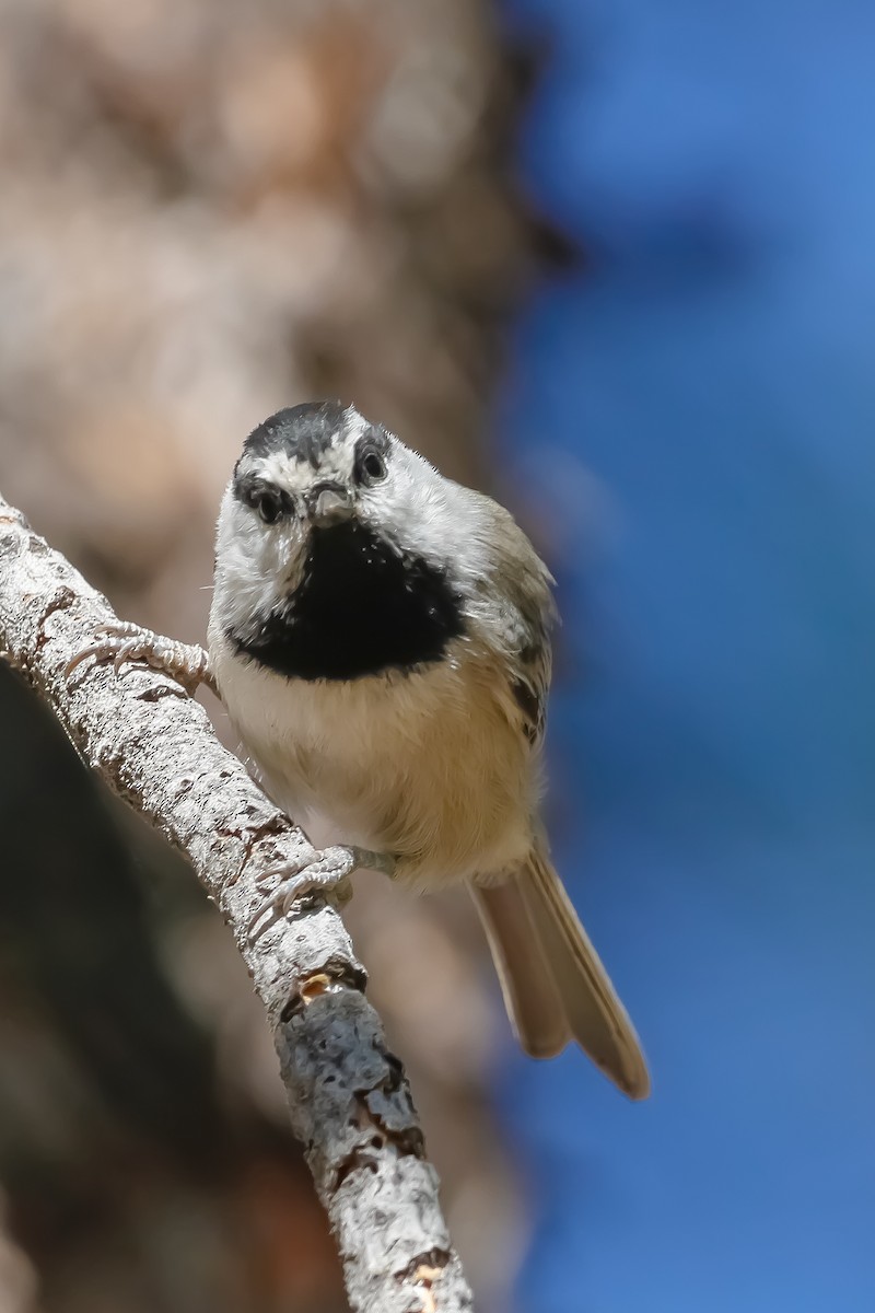 Mountain Chickadee - ML633348207