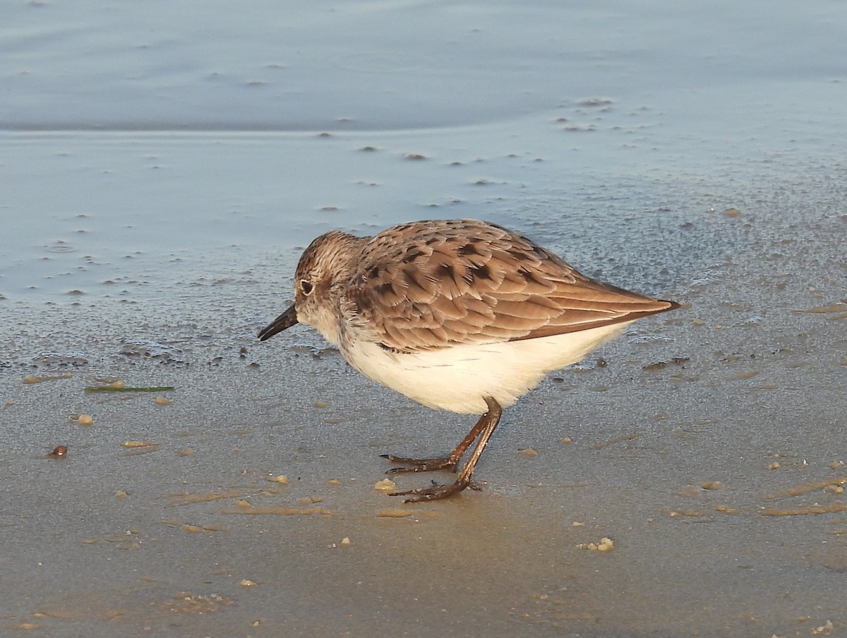 Least Sandpiper - ML633348224