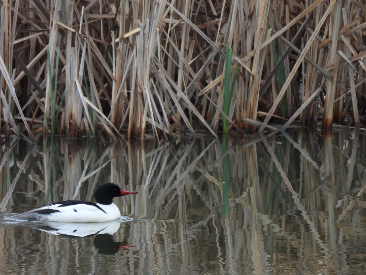 川秋沙 - ML633348252