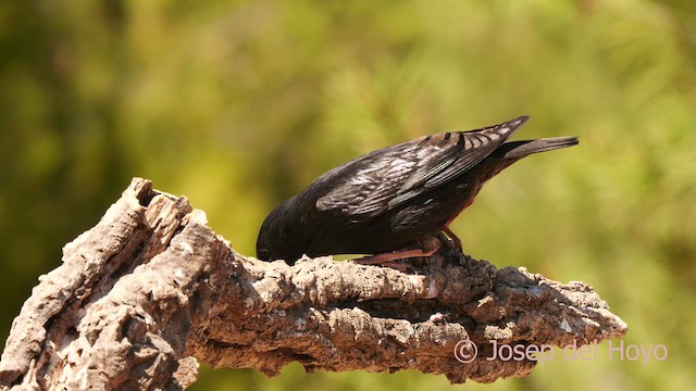 Spotless Starling - ML633348265