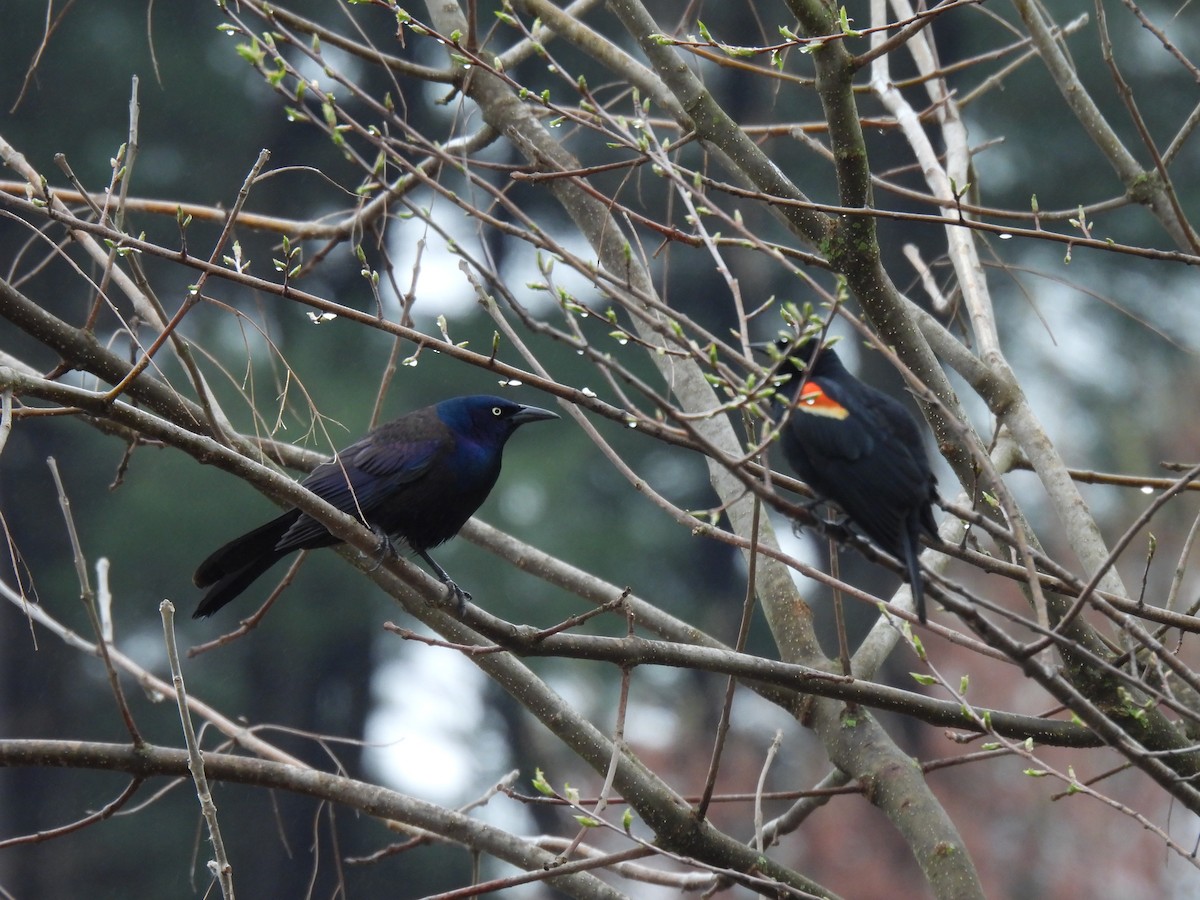 Common Grackle - ML633348266