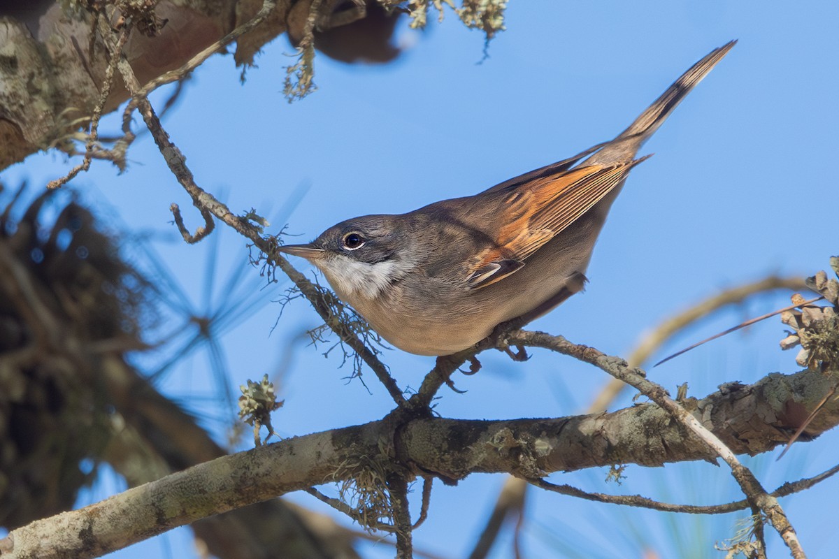 Greater Whitethroat - ML633348281