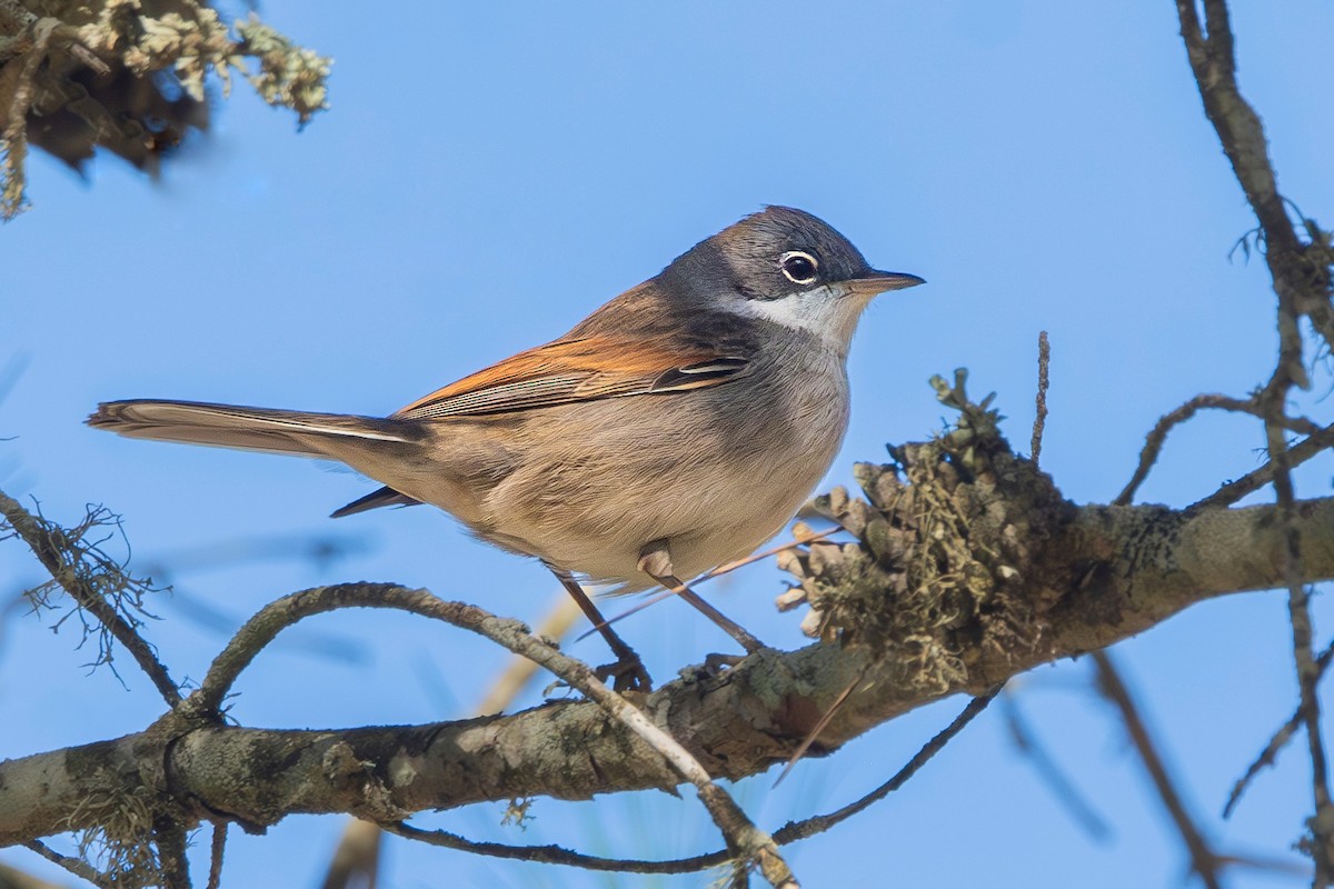 Greater Whitethroat - ML633348282