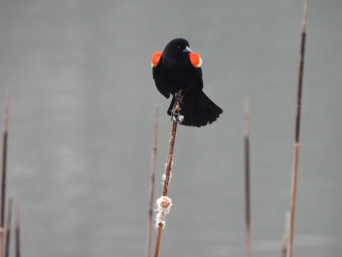 Red-winged Blackbird - ML633348287