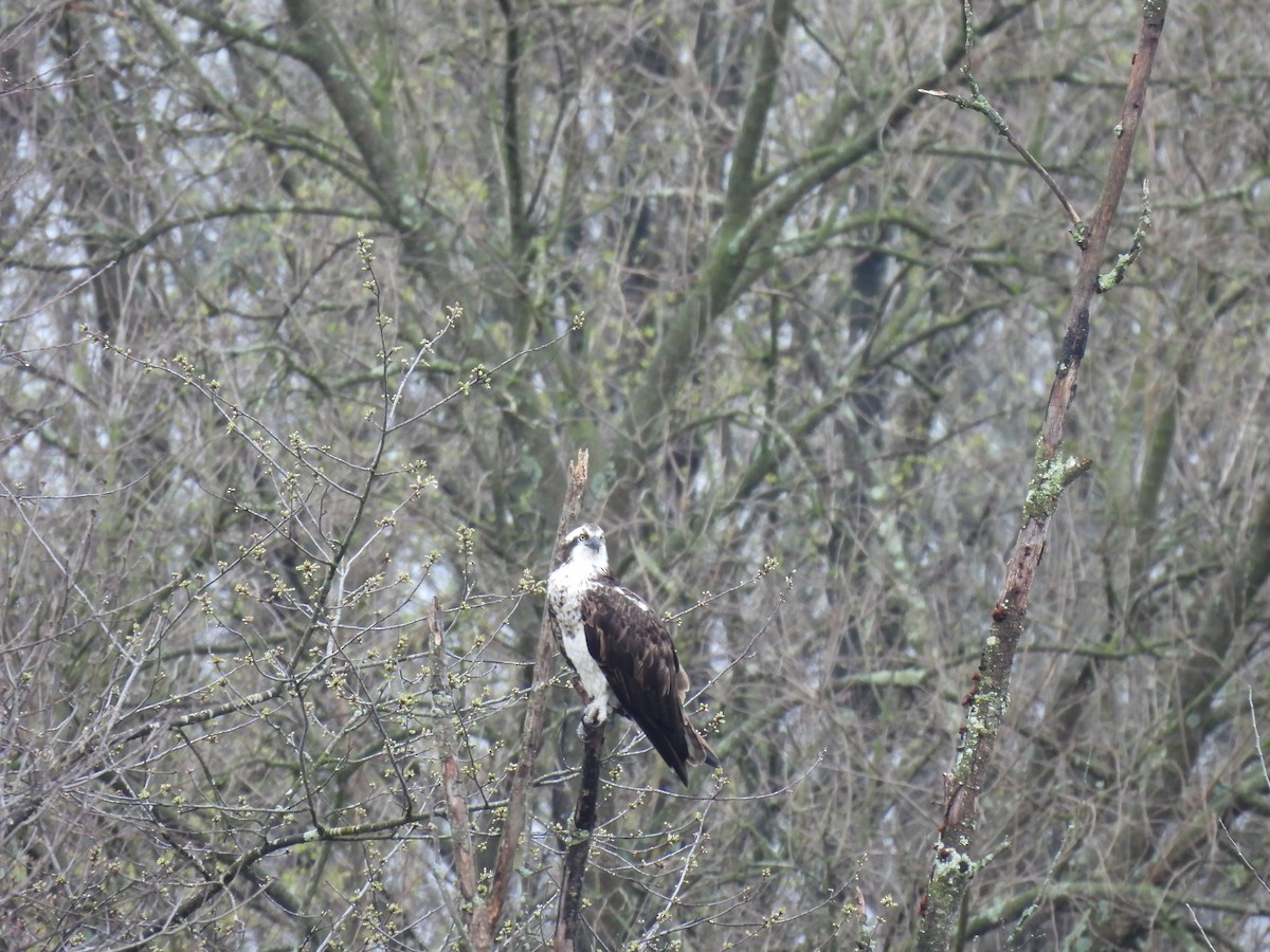 魚鷹 - ML633348302