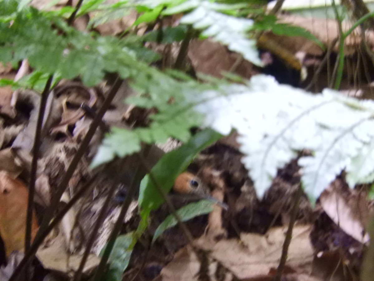 Long-billed Gnatwren - Mark Yoder