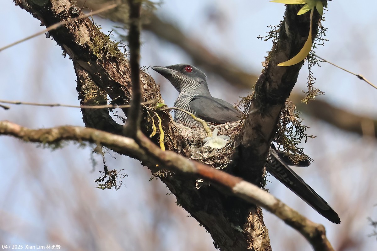 Andaman Cuckooshrike - ML633348490
