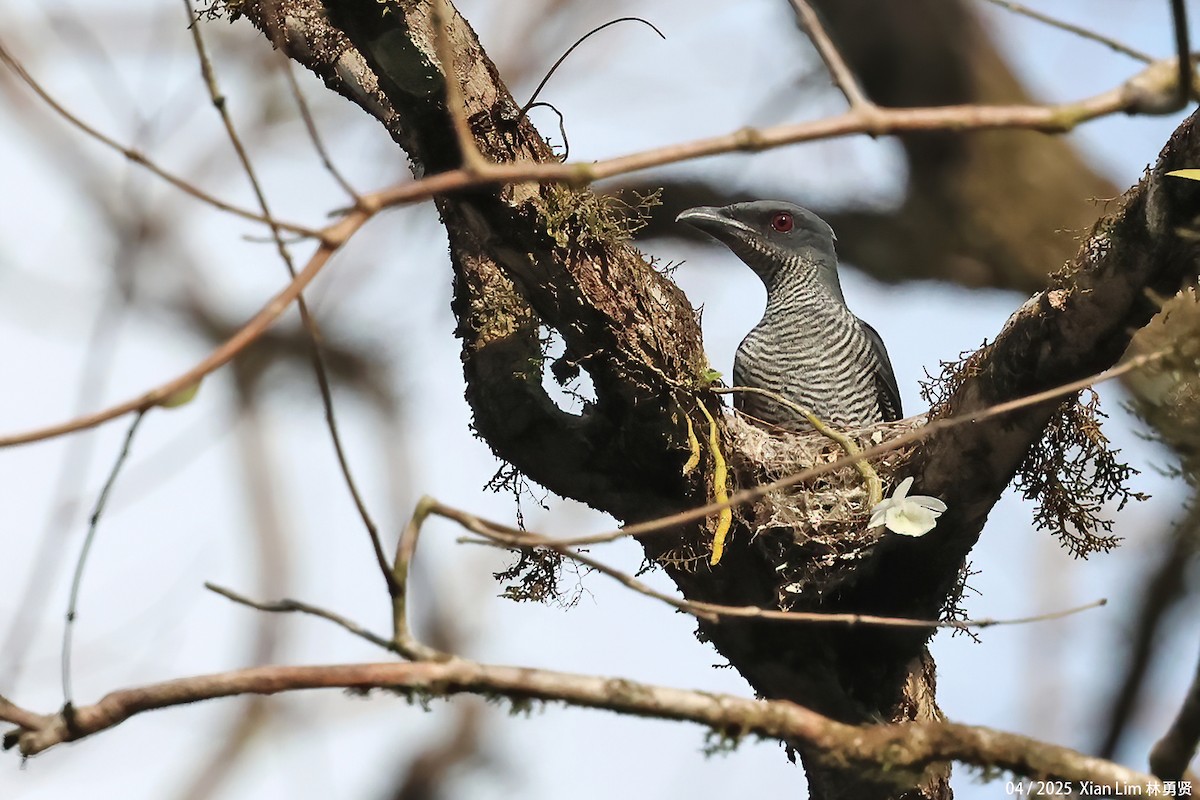 Andaman Cuckooshrike - ML633348491