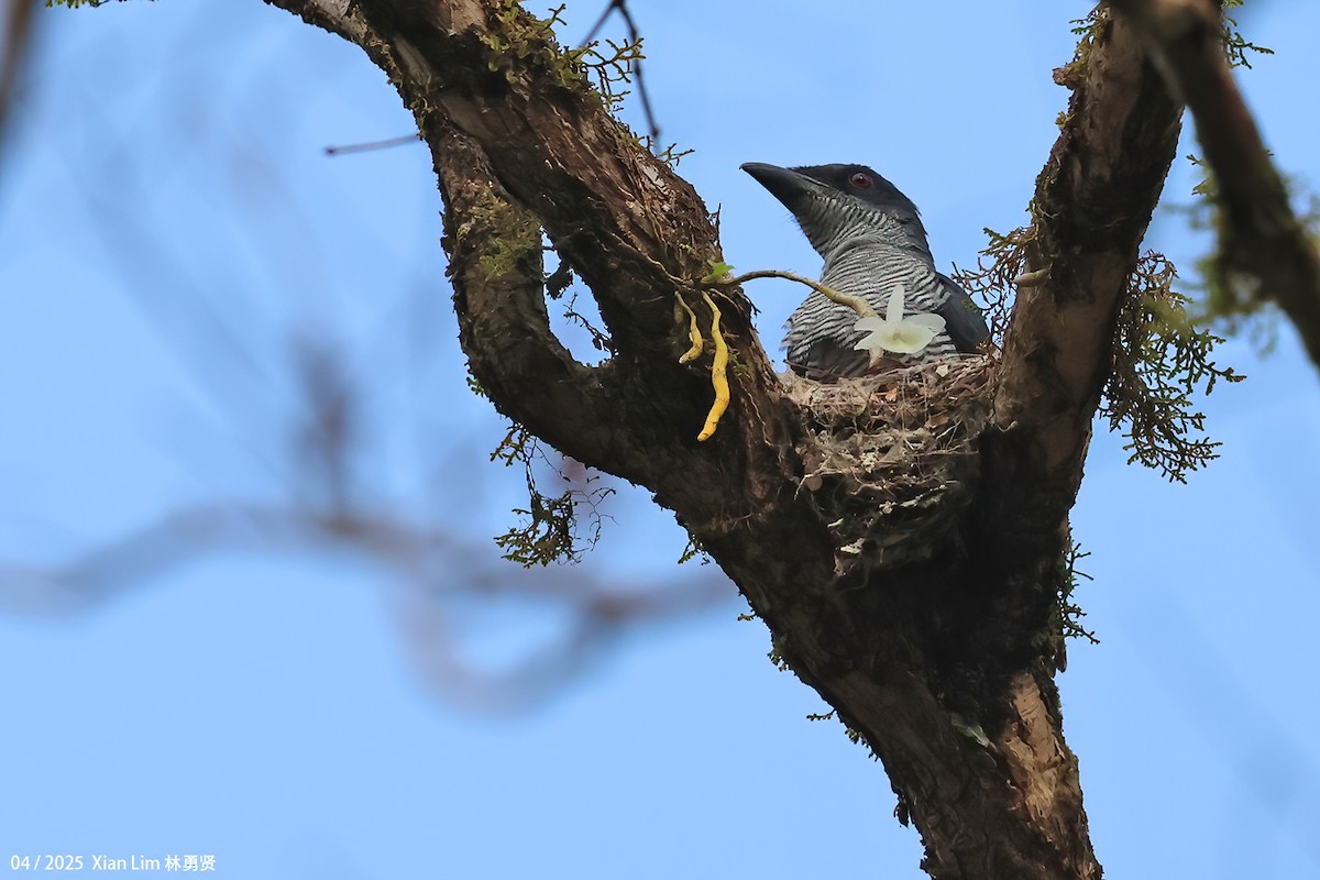 Andaman Cuckooshrike - ML633348492