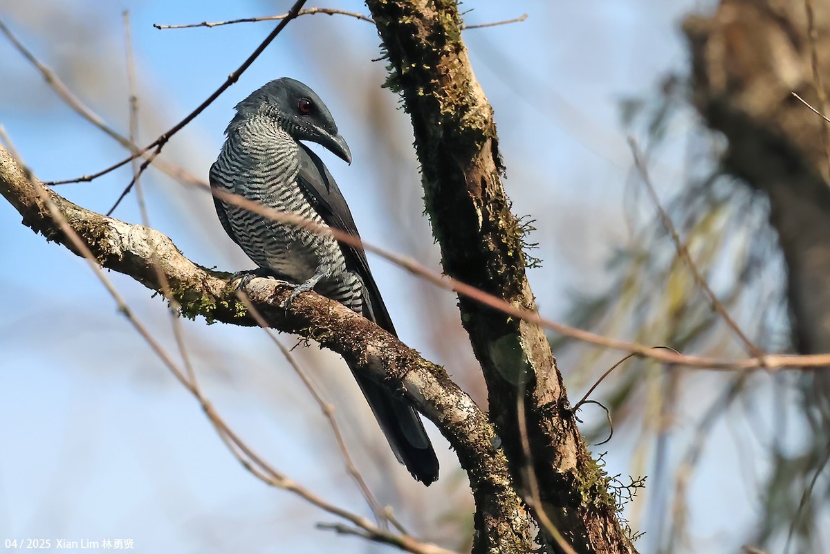 Andaman Cuckooshrike - ML633348493