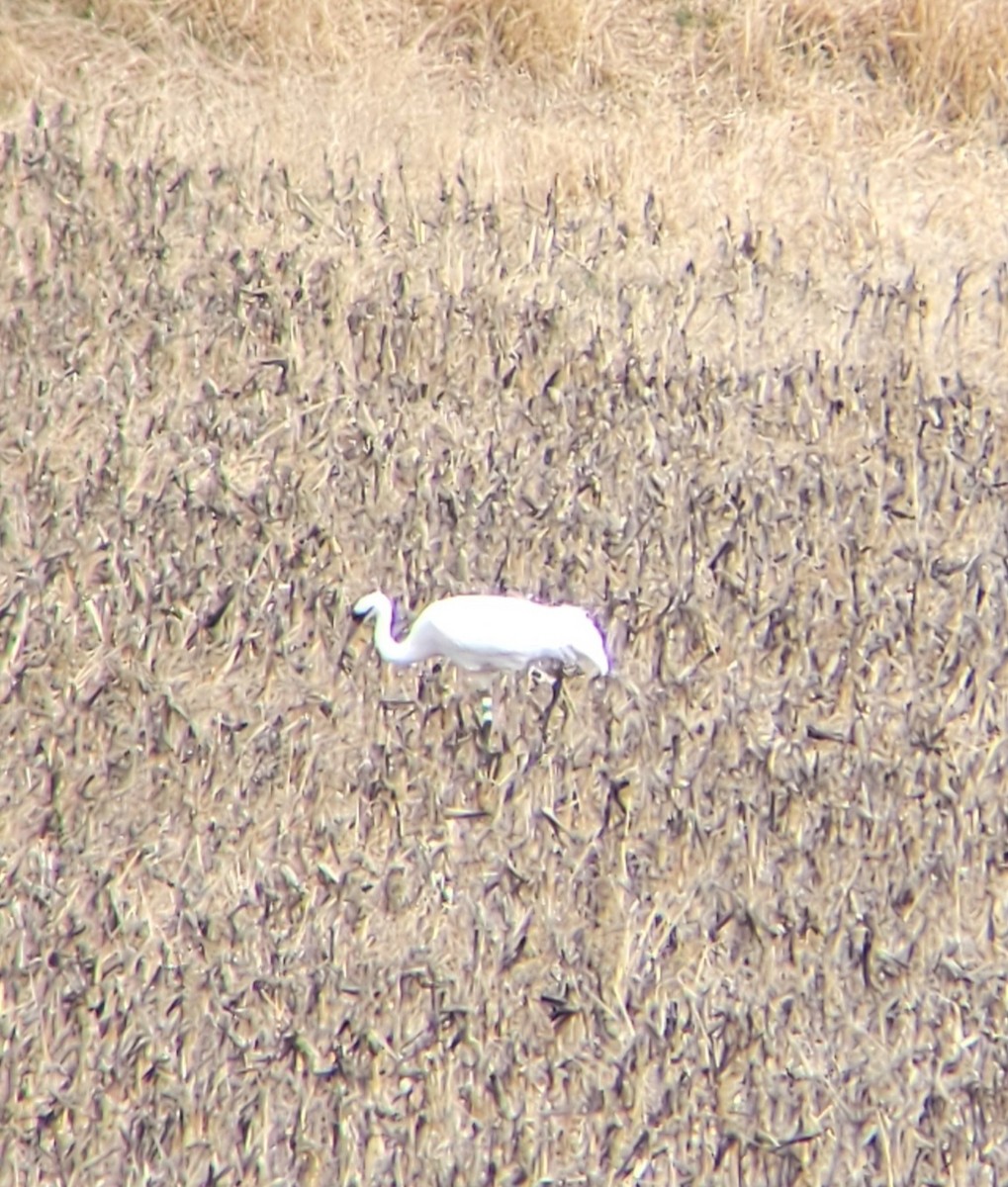 Whooping Crane - ML633348756