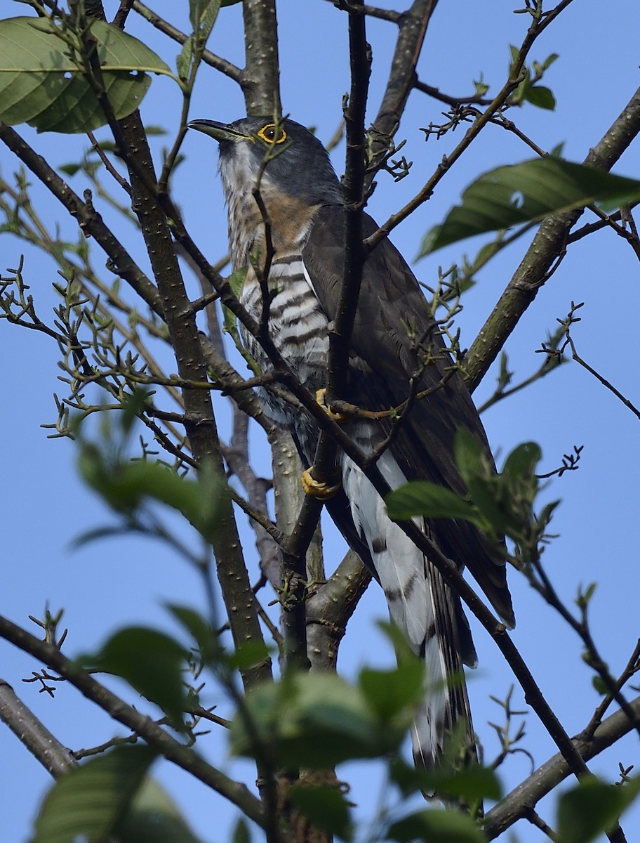 Large Hawk-Cuckoo - ML633348828