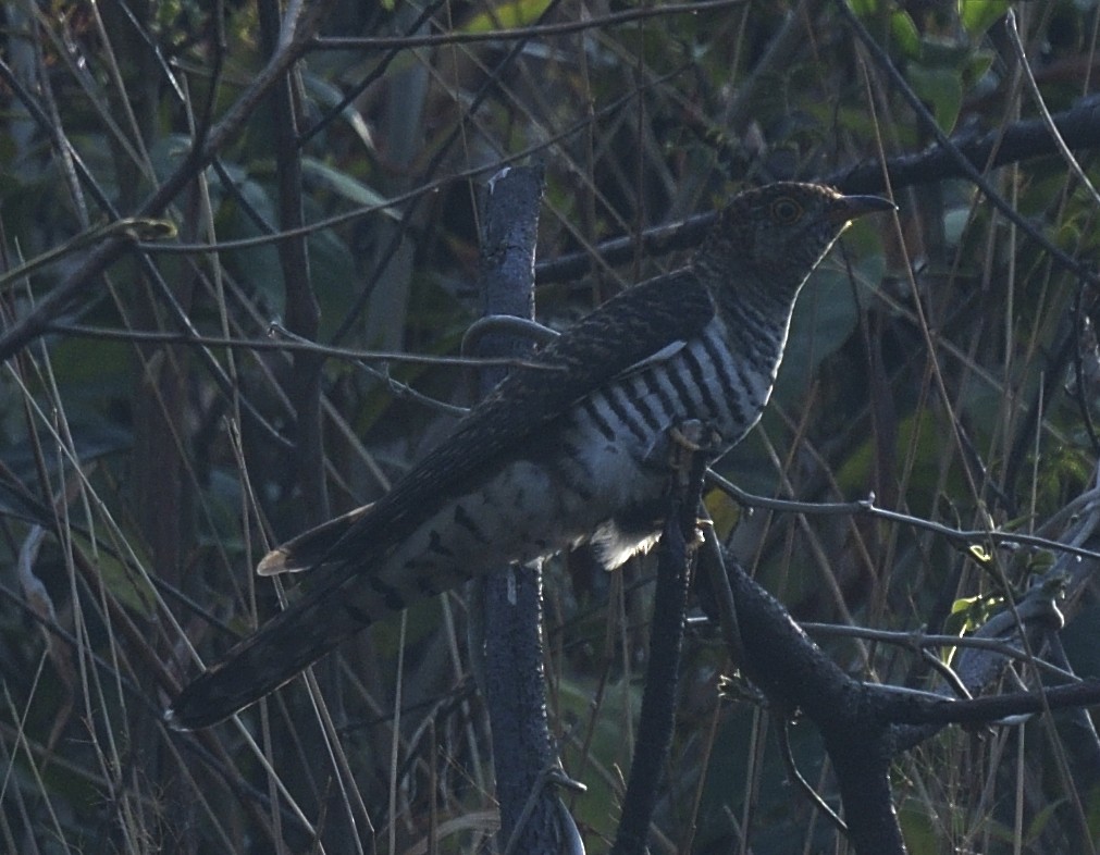 Himalayan Cuckoo - ML633348841