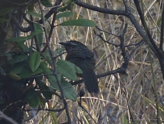Large-tailed Nightjar - ML633348847