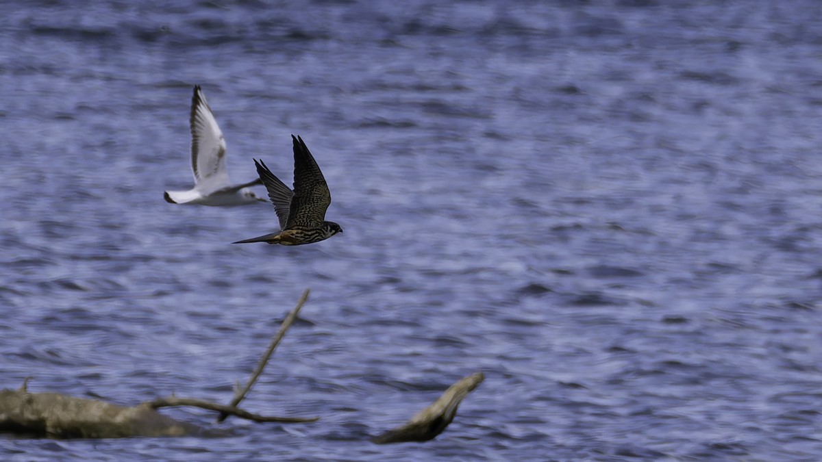 Eurasian Hobby - ML633348849