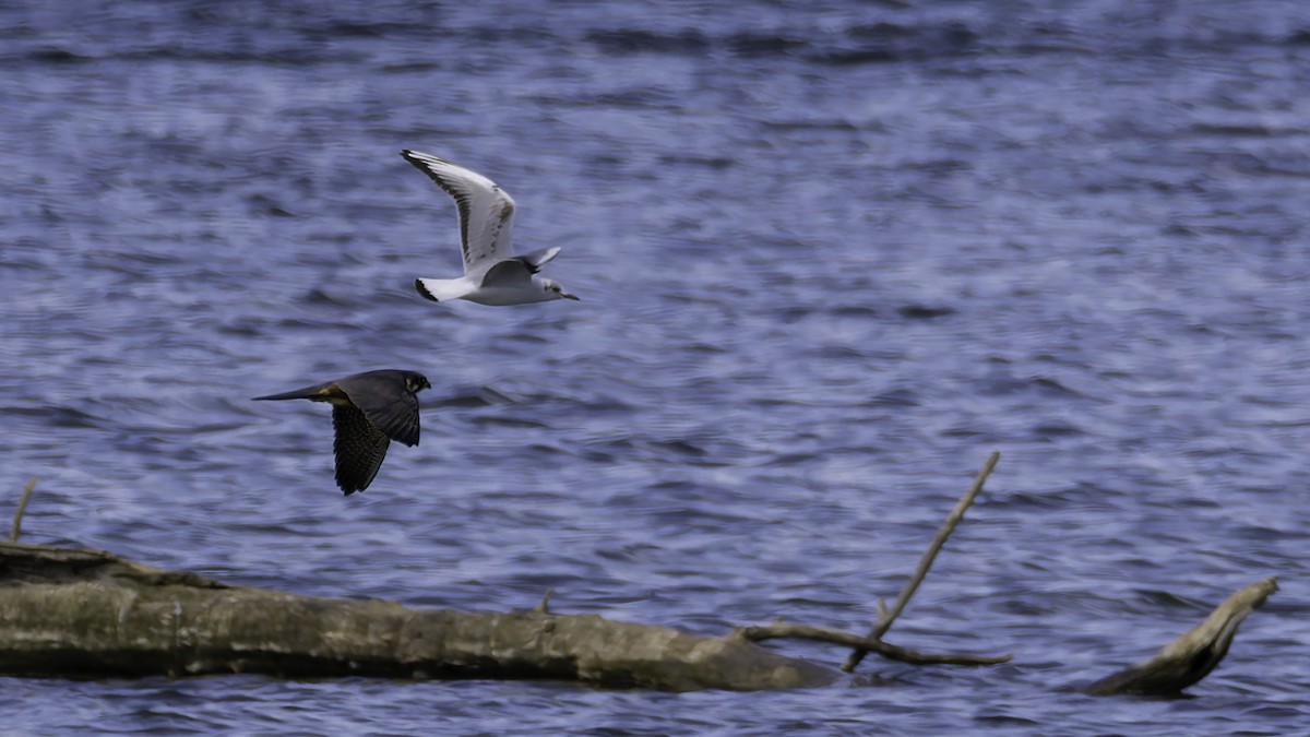 Eurasian Hobby - ML633348850