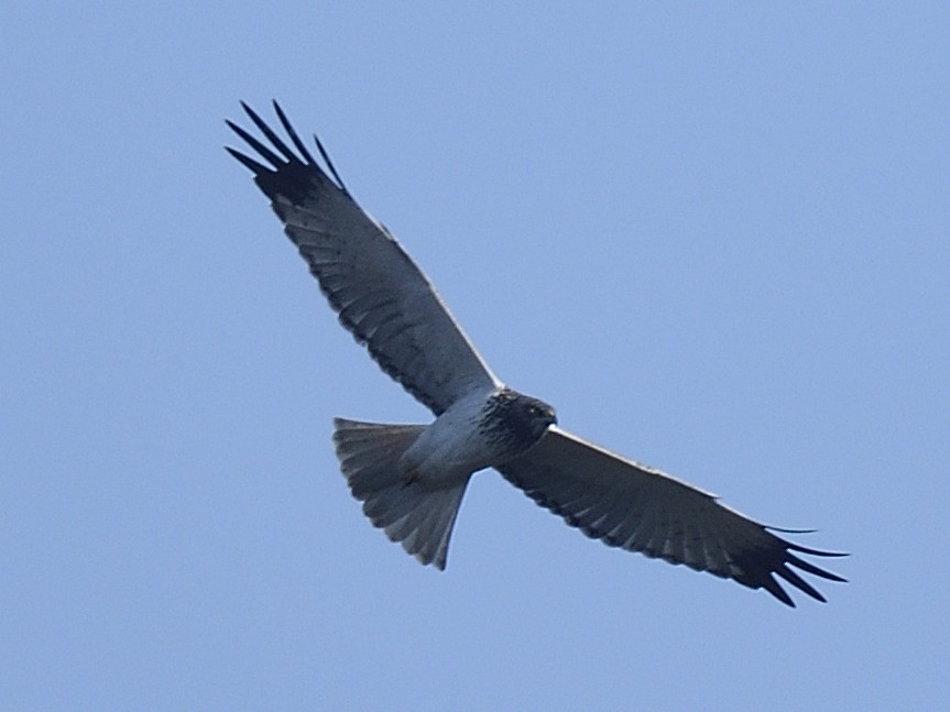 Eastern Marsh Harrier - ML633348852
