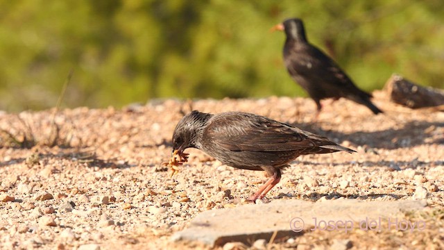 Spotless Starling - ML633348855