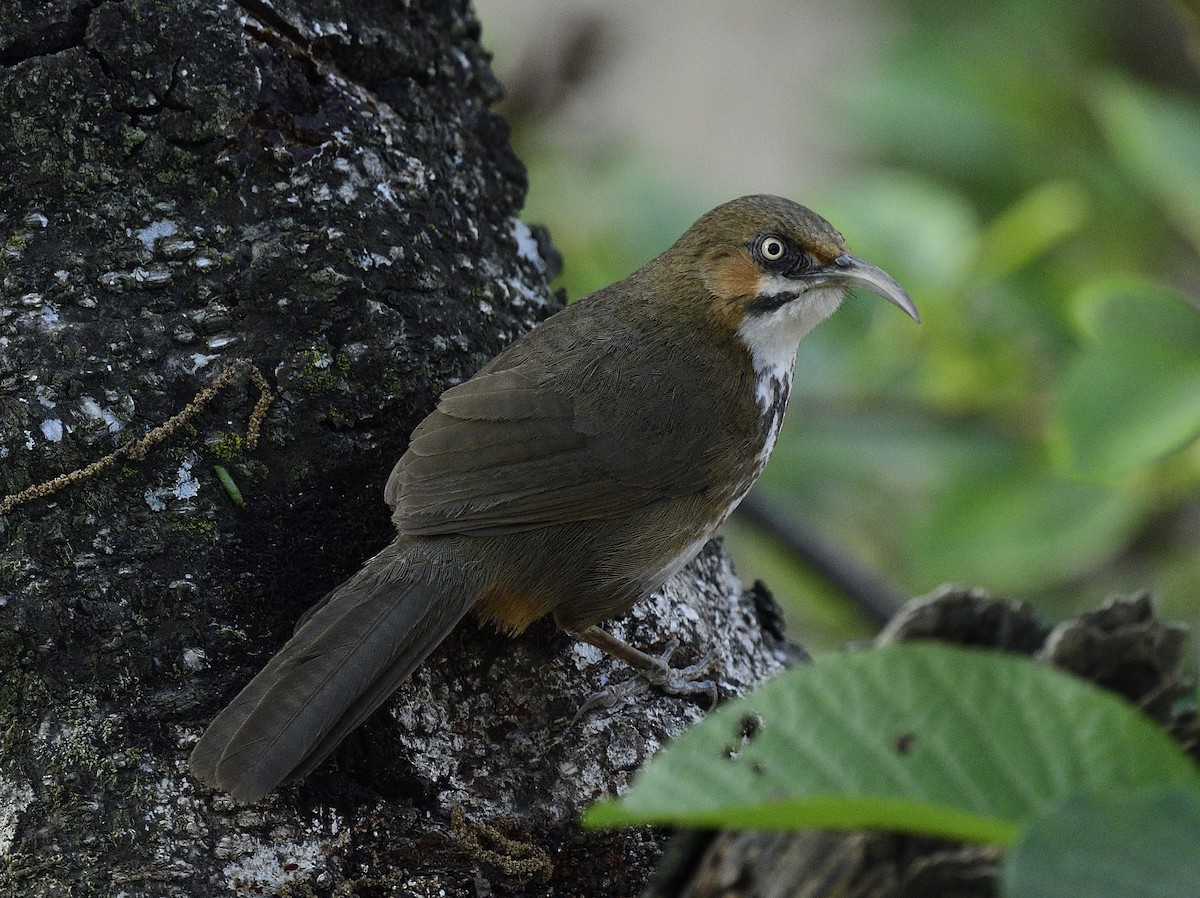 Spot-breasted Scimitar-Babbler - ML633348868