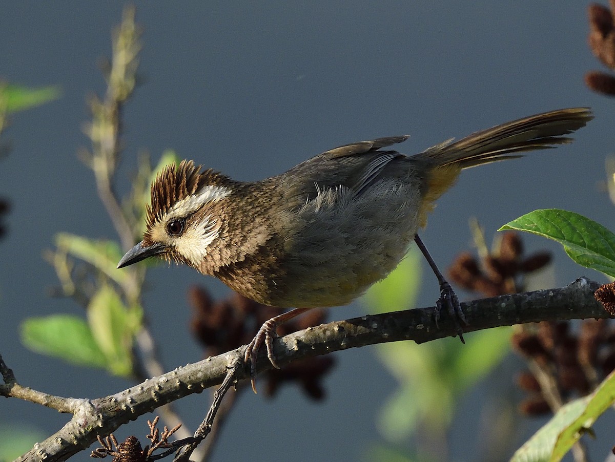 White-browed Laughingthrush - ML633348874